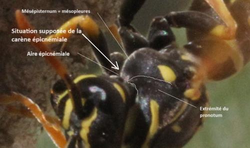 Réf. 336 114 : Polistes dominula